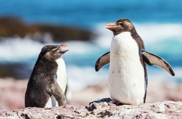 Rockhopper