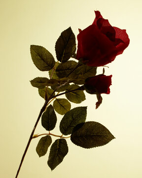 Red rose