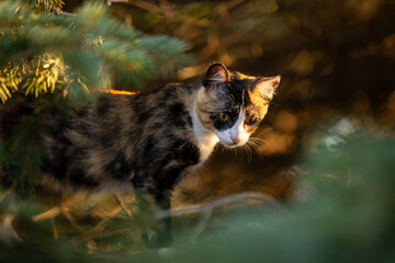 Calico cat in the woods looking down