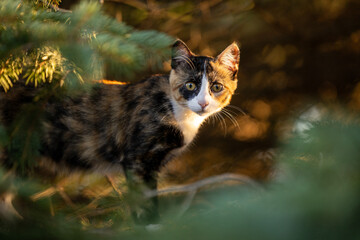 Calico cat in the woods looking at camera