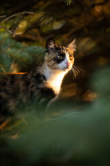 Calico cat in the woods looking into the distance