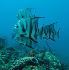 Banc de Platax dans la mer des Cara&iuml;bes