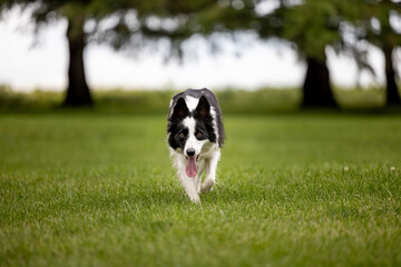 border collie dog running in a field