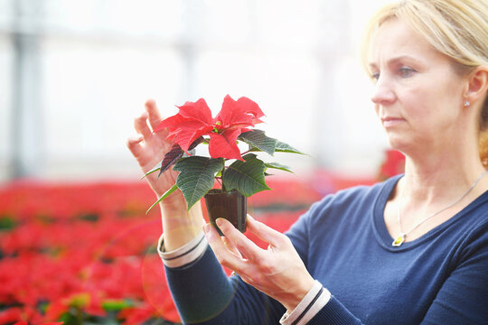 Woman holding poinsettia plant in nursery
