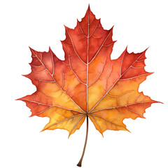 autumn maple leaf watercolor clipart isolated