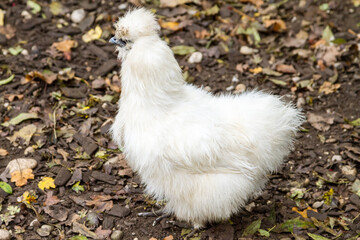 White chicken
