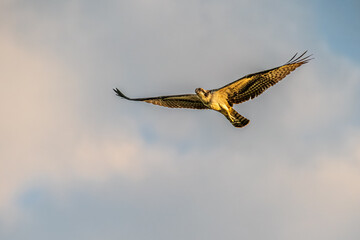 osprey in flight