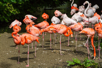 Flock of colorful pink orange flamingos