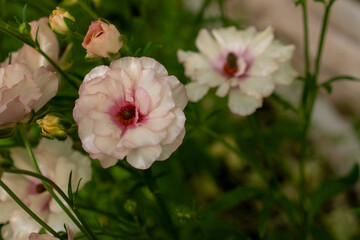 Vivid and enchanting, Butterfly Ranunculus photos showcase a kaleidoscope of delicate petals resembling vibrant butterflies in a graceful dance. These captivating images capture nature's artistry and 