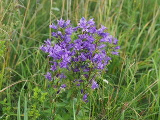 Obraz premium Clustered bellflower (Campanula glomerata) or Dane's blood. Closeup view of beautiful violet clustered bellflowers outdoors on sunny day