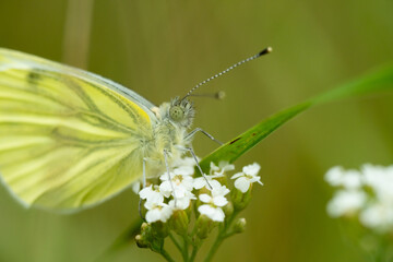 Insekten
