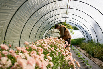 Amid vibrant blooms, a dedicated flower farmer tends to his blossoms in a greenhouse oasis, nurturing nature's beauty.