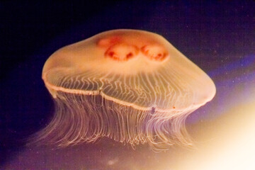 Swimming glowing marine jellyfish