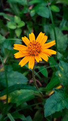 Sunflower in the wild forest