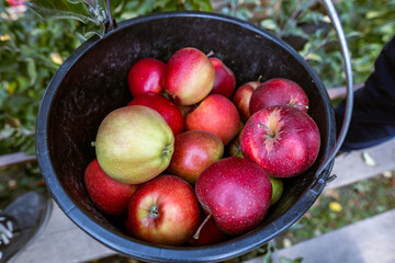 The harvest of fresh ripe red apples just collected from the branches are folded into large plastic buckets. Production capacity of a orchards farm in Bukovyna region, Ukraine.