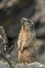 Alpine Marmot (Grounhog - Marmota Marmota) standing on a rock on a summer morning in the italian alps, against blurred rocky slopes in the background. Monviso natural Park.