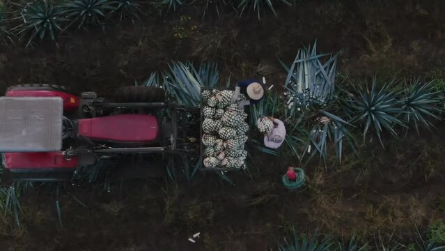 Harvesting agave in Tequila Jalisco