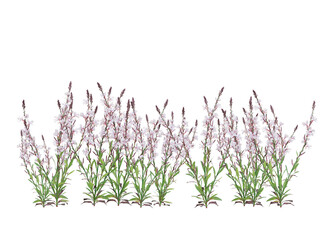 Bunch of tiny pink and purple flowers in clusters	