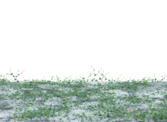 cement floor covered by green leaves ivy plant