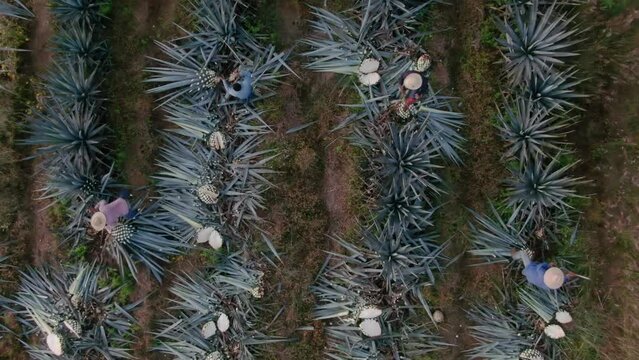 Harvesting agave in Tequila Jalisco