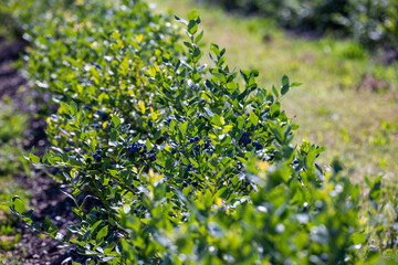 Fototapeta na wymiar Blueberry bushes on an irrigated plantation. Mid-July is the time of ripe berries and the first harvest. Large sweet and sour juicy berries on the branches.
