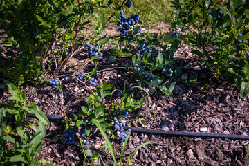 Blueberry bushes on an irrigated plantation. Mid-July is the time of ripe berries and the first harvest. Large sweet and sour juicy berries on the branches.