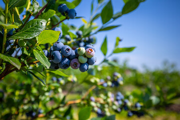 Blueberry bushes on an irrigated plantation. Mid-July is the time of ripe berries and the first harvest. Large sweet and sour juicy berries on the branches.