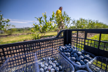 On the plantation, which is irrigated in July, the time of ripe berries and the first blueberry harvest. Pickers pluck sweet-sour juicy berries from the branches of the bushes and put them in a tray. - 633084749