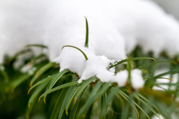 Fresh white snow on green grass