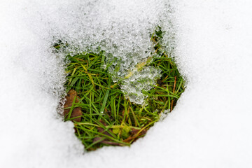 Grass in melting snow