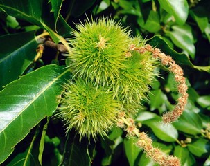 Fresh Blossom on Tree Branch in Natural Green Surroundings