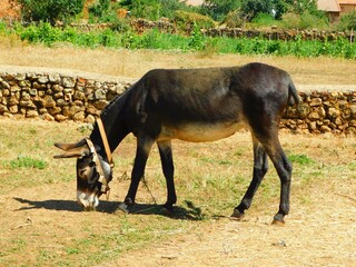 Livestock Grazing in the Countryside with donkey and Wildlife