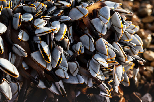 Close-up of shells