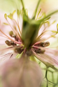 Close up of black cumin flower (Nigella sativa)