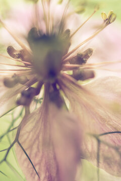 Close up of black cumin flower (Nigella sativa)