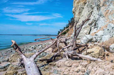 dry branched snag, on a rocky steep bank of the river, summer