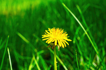 one yellow dandelion flower in green grass