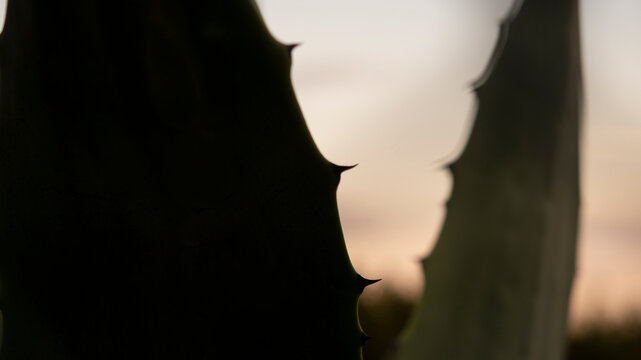 Close-up of cactus