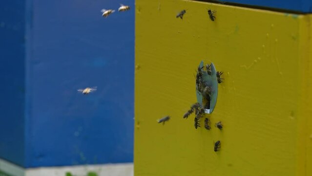 Honey bees fly next to the bee hive in the apiary to collect honey, close up. Beekeeping in countryside