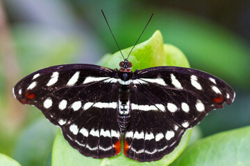 Black butterfly on a leaf