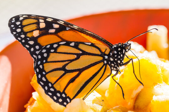 Black butterfly on a leaf
