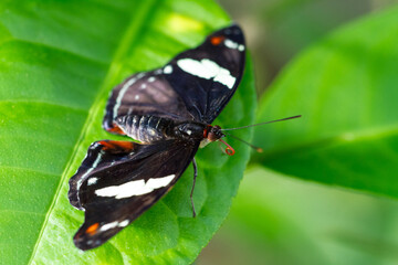 Butterfly on a leaf