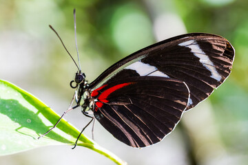 Butterfly on green leaf