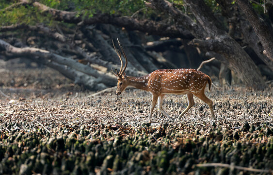 Wild spotted deer(Male).spotted deer or chital is the most common deer species in Indian forests.this photo was taken from sundarbans national park.