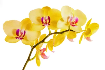 Gordijnen yellow orchid on white © Pixie Chick