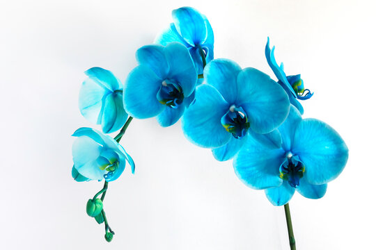 blue orchid flower