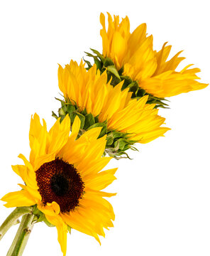 sunflowers