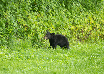 Black bear cub