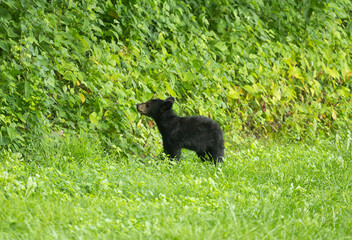 Black bear cub © Tony Campbell