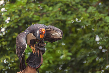 King vulture, a large bird found in Central and South America. Portrait